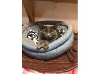 Soho, Domestic Shorthair For Adoption In Fulton, Texas