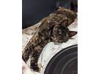 Sylvie, American Shorthair For Adoption In Colmar, Pennsylvania