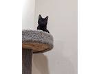 Linus, American Shorthair For Adoption In Colmar, Pennsylvania