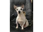 Grumpy / Toby ~, Rat Terrier For Adoption In Columbia, Tennessee