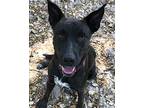 Charlotte, Labrador Retriever For Adoption In Fulton, Texas