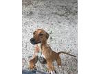 George St. Pierre, American Staffordshire Terrier For Adoption In Fulton, Texas