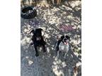 Dale, Labrador Retriever For Adoption In Fulton, Texas