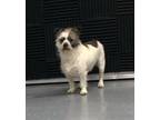 Todd*, Jack Russell Terrier For Adoption In Columbia, Tennessee