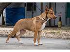 Dafne Schippers, American Staffordshire Terrier For Adoption In Fulton, Texas
