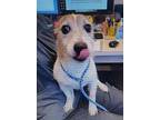 Krypto ~, Jack Russell Terrier For Adoption In Columbia, Tennessee