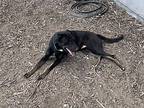 Franky, Doberman Pinscher For Adoption In Jamul, California