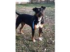 Rizzo~, Doberman Pinscher For Adoption In Columbia, Tennessee