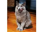 Buddy, Russian Blue For Adoption In Chicago, Illinois
