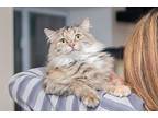 Alexis, Maine Coon For Adoption In Chicago, Illinois