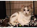 Percy, American Shorthair For Adoption In Huntington, Indiana