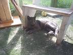 Mystery, Russian Blue For Adoption In Huntington, Indiana