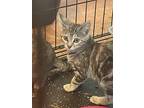 Serrano, American Shorthair For Adoption In Lone Oak, Texas