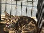 Poblano, American Shorthair For Adoption In Lone Oak, Texas