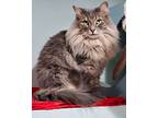 Charm, Maine Coon For Adoption In Chicago, Illinois