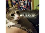Waluigi, Siamese For Adoption In Huntington, Indiana