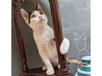 Lyra #precious-purr-baby, Calico For Adoption In Houston, Texas