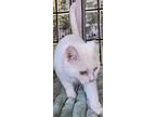 Isabella, Turkish Angora For Adoption In Inez, Kentucky
