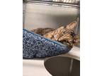 Adopt Arya a Domestic Short Hair