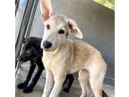 Adopt MIKKA a Siberian Husky, Mixed Breed
