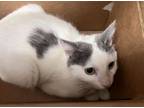 Adopt PANDORA a Domestic Short Hair