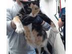 Adopt SIGGY a Domestic Short Hair