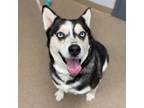 Adopt JOCELYN a Siberian Husky