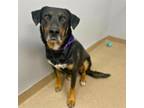 Adopt MABEL a Labrador Retriever, Rottweiler