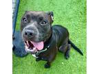 Adopt BUTTERCUP a Pit Bull Terrier, Labrador Retriever