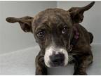 Adopt JUNE a Pit Bull Terrier