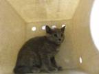 Adopt AVERY a Domestic Medium Hair