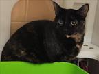 Adopt OLIVIA a Domestic Short Hair