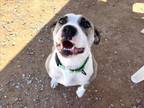 Adopt NALA a Mixed Breed