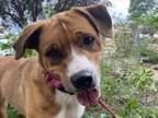 Adopt ZENA a Mixed Breed