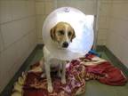 Adopt SASHA a Mixed Breed