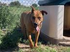 Adopt ZOEY a Mixed Breed