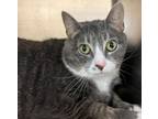 Adopt Deku a Domestic Short Hair