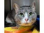 Adopt Tsu a Domestic Short Hair