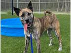 Adopt CHICA a Dutch Shepherd, Mixed Breed