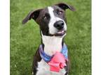 Adopt SCARLETTE a Pointer, Mixed Breed