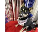 Adopt Korra Jane a Husky