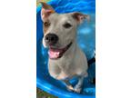 Adopt Esther a Pit Bull Terrier, Mixed Breed
