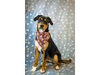 Adopt Clarabelle a Rottweiler, Great Pyrenees
