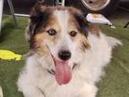 Adopt TAMARA a Australian Shepherd