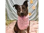 Adopt Stardust a Cattle Dog, Mixed Breed