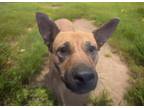 Adopt HARLEY a German Shepherd Dog, Mixed Breed