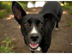 Adopt GABBY* a Labrador Retriever, Mixed Breed