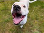 Adopt STAR a Boxer, Mixed Breed