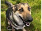 Adopt YAQUI* a German Shepherd Dog