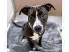 Adopt SHADOW DANCER* a Pit Bull Terrier, Mixed Breed